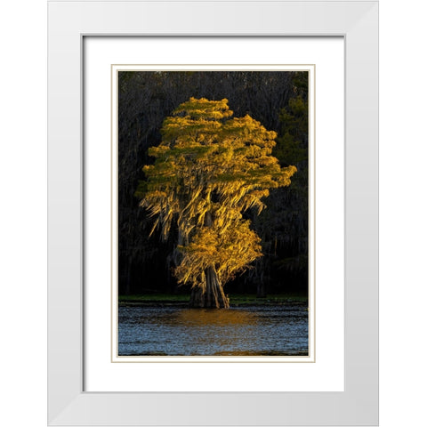 Bald cypress trees in autumn colors at sunset Caddo Lake-Uncertain-Texas White Modern Wood Framed Art Print with Double Matting by Jones, Adam