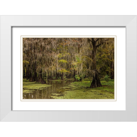 Cypress trees and Spanish moss lining shoreline of Caddo Lake-Uncertain-Texas White Modern Wood Framed Art Print with Double Matting by Jones, Adam