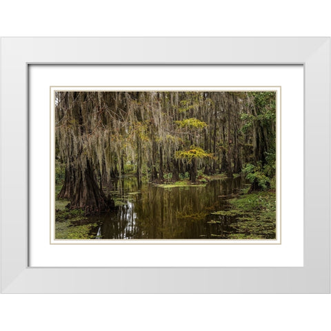 Cypress trees and Spanish moss lining shoreline of Caddo Lake-Uncertain-Texas White Modern Wood Framed Art Print with Double Matting by Jones, Adam
