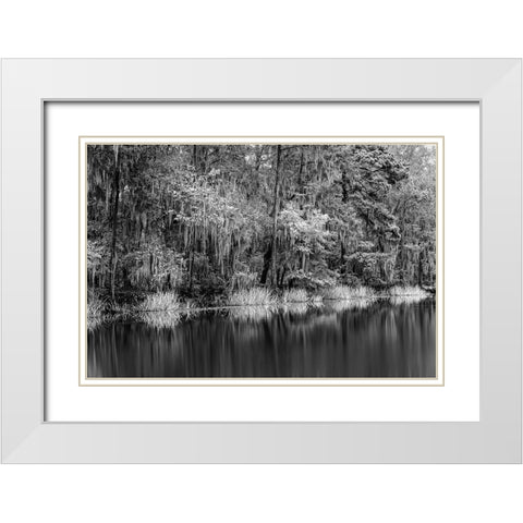 Cypress trees and Spanish moss lining shoreline of Caddo Lake-Uncertain-Texas White Modern Wood Framed Art Print with Double Matting by Jones, Adam
