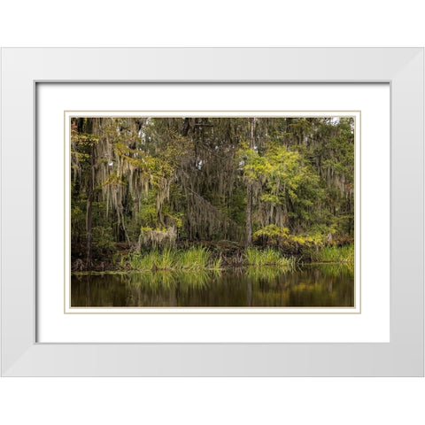 Cypress trees and Spanish moss lining shoreline of Caddo Lake-Uncertain-Texas White Modern Wood Framed Art Print with Double Matting by Jones, Adam