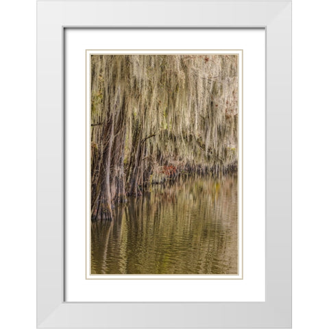 Cypress trees and Spanish moss lining shoreline of Caddo Lake-Uncertain-Texas White Modern Wood Framed Art Print with Double Matting by Jones, Adam