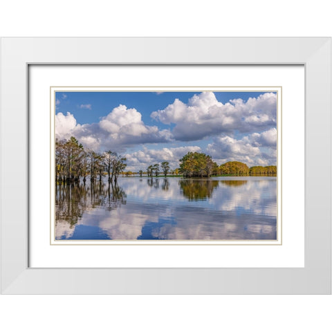 Bald cypress trees in autumn reflected on lake Caddo Lake-Uncertain-Texas White Modern Wood Framed Art Print with Double Matting by Jones, Adam