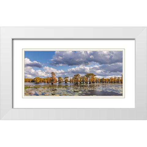Bald cypress trees in autumn and lily-ads Caddo Lake-Uncertain-Texas White Modern Wood Framed Art Print with Double Matting by Jones, Adam