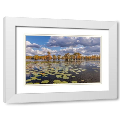 Bald cypress trees in autumn and lily-ads Caddo Lake-Uncertain-Texas White Modern Wood Framed Art Print with Double Matting by Jones, Adam