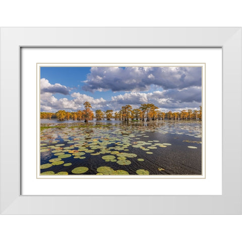 Bald cypress trees in autumn and lily-ads Caddo Lake-Uncertain-Texas White Modern Wood Framed Art Print with Double Matting by Jones, Adam