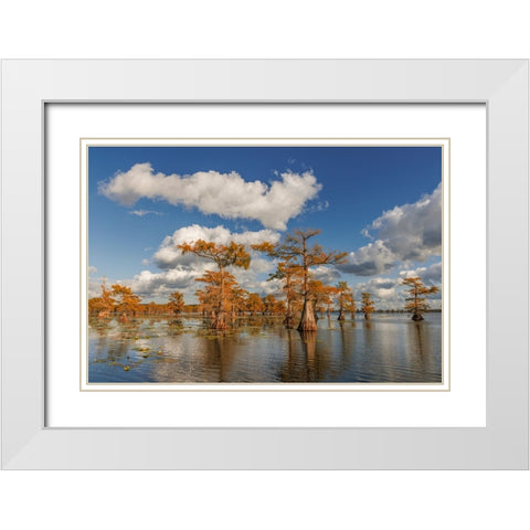 Bald cypress trees in autumn reflected on lake Caddo Lake-Uncertain-Texas White Modern Wood Framed Art Print with Double Matting by Jones, Adam