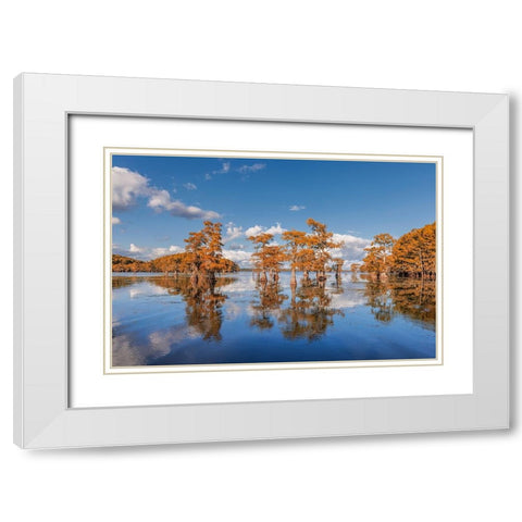 Bald cypress trees in autumn reflected on lake Caddo Lake-Uncertain-Texas White Modern Wood Framed Art Print with Double Matting by Jones, Adam