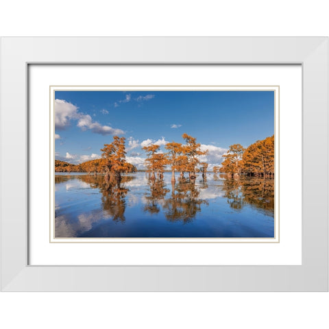 Bald cypress trees in autumn reflected on lake Caddo Lake-Uncertain-Texas White Modern Wood Framed Art Print with Double Matting by Jones, Adam