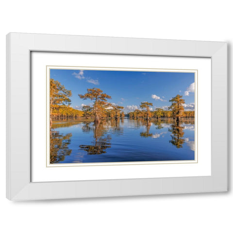 Bald cypress trees in autumn reflected on lake Caddo Lake-Uncertain-Texas White Modern Wood Framed Art Print with Double Matting by Jones, Adam