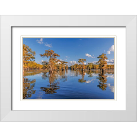 Bald cypress trees in autumn reflected on lake Caddo Lake-Uncertain-Texas White Modern Wood Framed Art Print with Double Matting by Jones, Adam