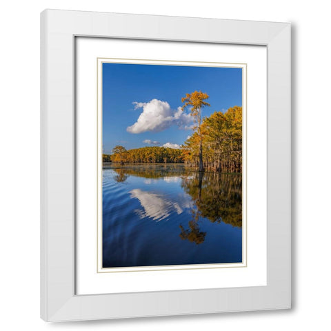 Bald cypress trees in autumn reflected on lake Caddo Lake-Uncertain-Texas White Modern Wood Framed Art Print with Double Matting by Jones, Adam
