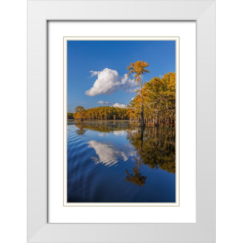 Bald cypress trees in autumn reflected on lake Caddo Lake-Uncertain-Texas White Modern Wood Framed Art Print with Double Matting by Jones, Adam