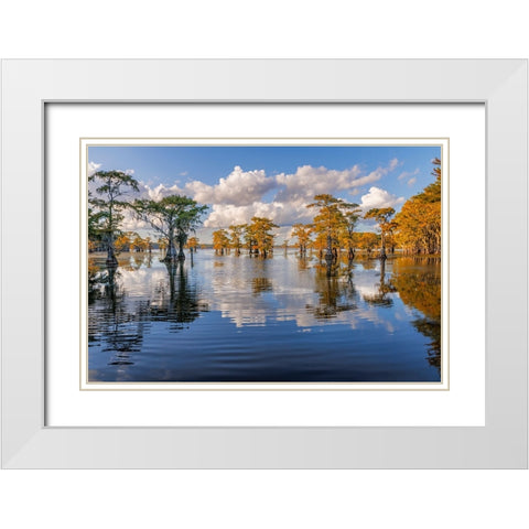 Bald cypress trees in autumn reflected on lake Caddo Lake-Uncertain-Texas White Modern Wood Framed Art Print with Double Matting by Jones, Adam