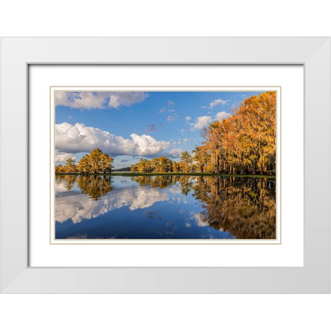 Bald cypress trees in autumn reflected on lake Caddo Lake-Uncertain-Texas White Modern Wood Framed Art Print with Double Matting by Jones, Adam