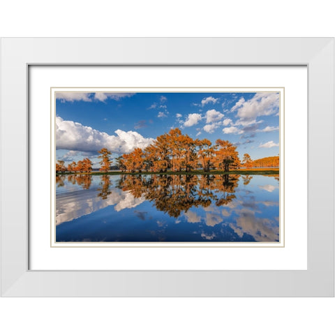 Bald cypress trees in autumn reflected on lake Caddo Lake-Uncertain-Texas White Modern Wood Framed Art Print with Double Matting by Jones, Adam