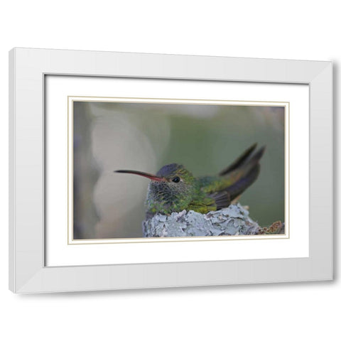 TX, Raymondville Buff-bellied hummingbird sits White Modern Wood Framed Art Print with Double Matting by Morris, Arthur