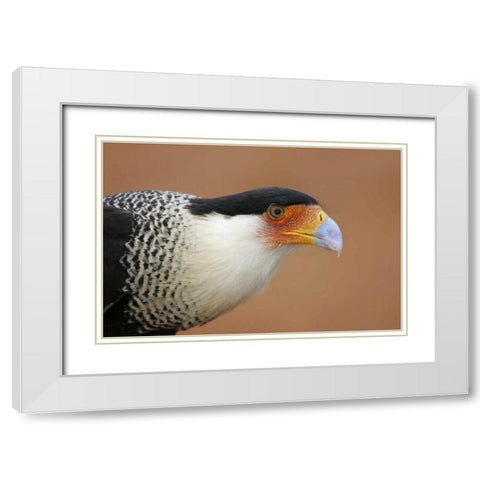 TX, Linn Crested caracara head against red dirt White Modern Wood Framed Art Print with Double Matting by Morris, Arthur
