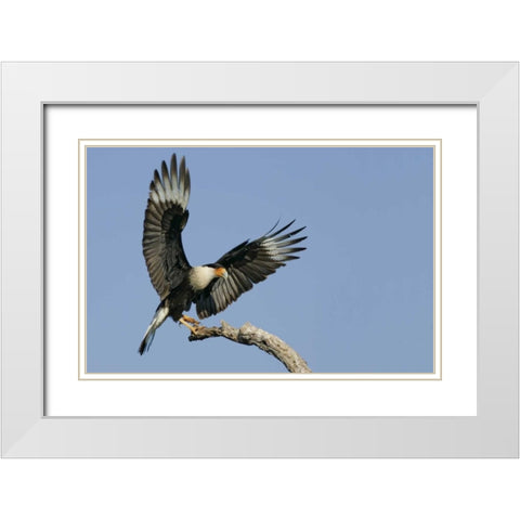 TX, Linn, Cozad Ranch Crested caracara landing White Modern Wood Framed Art Print with Double Matting by Morris, Arthur