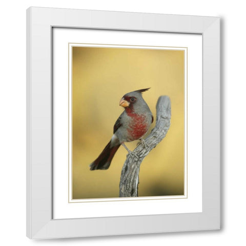 Texas, Roma Phyrrhuloxia bird on tree branch White Modern Wood Framed Art Print with Double Matting by Morris, Arthur