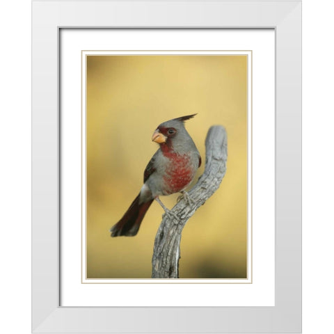 Texas, Roma Phyrrhuloxia bird on tree branch White Modern Wood Framed Art Print with Double Matting by Morris, Arthur