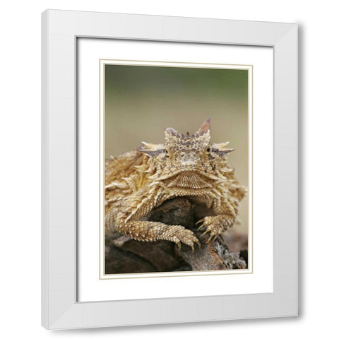 TX, Linn, Cozad Ranch Horned lizard on a stump White Modern Wood Framed Art Print with Double Matting by Morris, Arthur