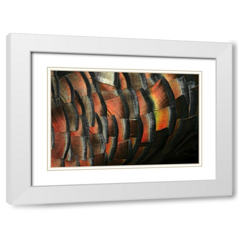 TX, Hidalgo Co Wild turkey feather White Modern Wood Framed Art Print with Double Matting by Morris, Arthur