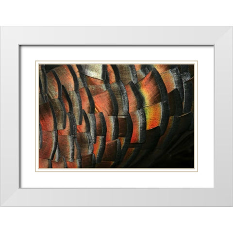 TX, Hidalgo Co Wild turkey feather White Modern Wood Framed Art Print with Double Matting by Morris, Arthur