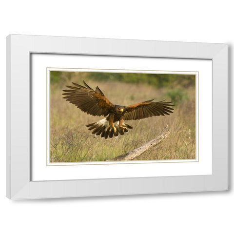 TX, Edinburgh Harris hawk in flight landing White Modern Wood Framed Art Print with Double Matting by Welling, Dave