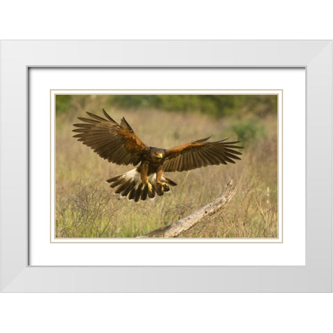 TX, Edinburgh Harris hawk in flight landing White Modern Wood Framed Art Print with Double Matting by Welling, Dave