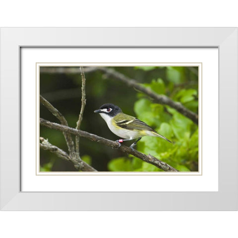TX, Balcones Canyonlands NWR Black-capped vireo White Modern Wood Framed Art Print with Double Matting by Welling, Dave