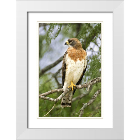 TX, Edinburgh Swainsons hawk on tree limb White Modern Wood Framed Art Print with Double Matting by Welling, Dave