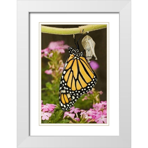 TX, Hill Country Monarch butterfly just hatched White Modern Wood Framed Art Print with Double Matting by Welling, Dave