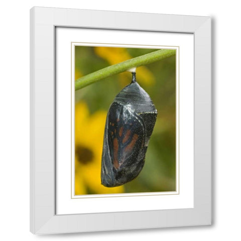 TX, Hill Country Monarch butterfly chrysalis White Modern Wood Framed Art Print with Double Matting by Welling, Dave