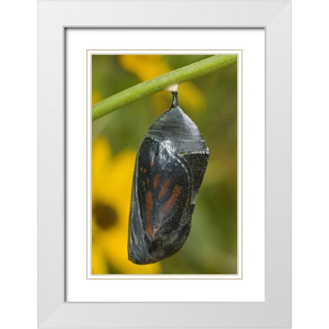 TX, Hill Country Monarch butterfly chrysalis White Modern Wood Framed Art Print with Double Matting by Welling, Dave