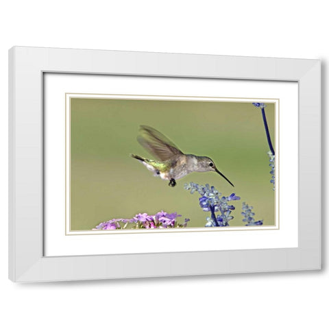 TX, Hill Co Female black-chinned hummingbird White Modern Wood Framed Art Print with Double Matting by Welling, Dave