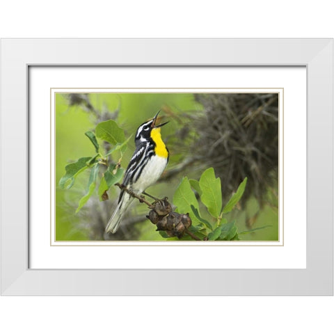 TX, Hill Country Yellow-throated warbler singing White Modern Wood Framed Art Print with Double Matting by Welling, Dave