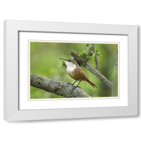 Texas, Hill Country Canyon wren on tree branch White Modern Wood Framed Art Print with Double Matting by Welling, Dave