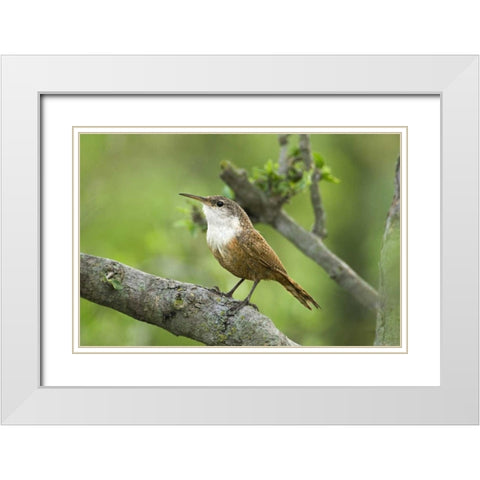 Texas, Hill Country Canyon wren on tree branch White Modern Wood Framed Art Print with Double Matting by Welling, Dave