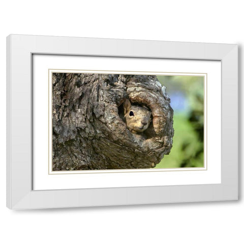 TX, Hill Country Eastern fox squirrel in tree White Modern Wood Framed Art Print with Double Matting by Welling, Dave
