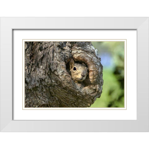 TX, Hill Country Eastern fox squirrel in tree White Modern Wood Framed Art Print with Double Matting by Welling, Dave