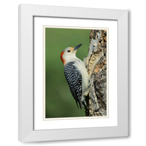 TX, Lipscomb Red-bellied woodpecke on stump White Modern Wood Framed Art Print with Double Matting by Welling, Dave