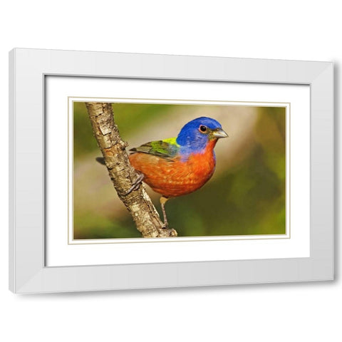TX, McAllen Male painted bunting perched in tree White Modern Wood Framed Art Print with Double Matting by Welling, Dave