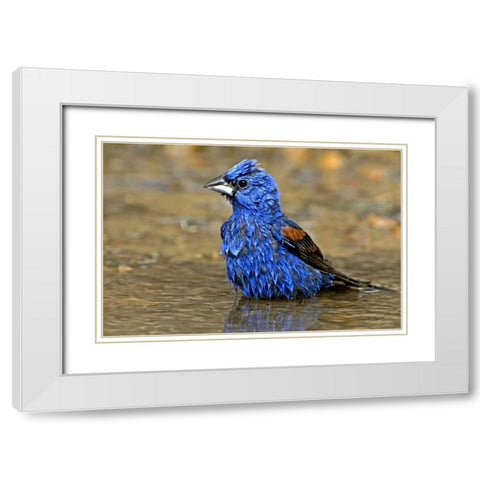 TX, McAllen Male blue grosbeak bathing White Modern Wood Framed Art Print with Double Matting by Welling, Dave