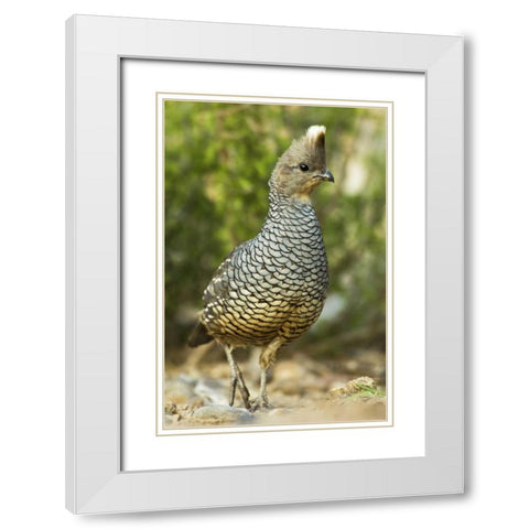 TX, McAllen Wild scaled quail foraging for food White Modern Wood Framed Art Print with Double Matting by Welling, Dave
