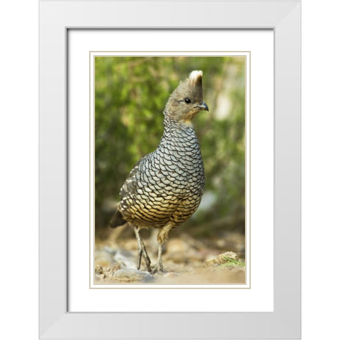 TX, McAllen Wild scaled quail foraging for food White Modern Wood Framed Art Print with Double Matting by Welling, Dave
