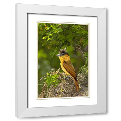 TX, Santa Ana NWR Rose-throated becard on nest White Modern Wood Framed Art Print with Double Matting by Welling, Dave