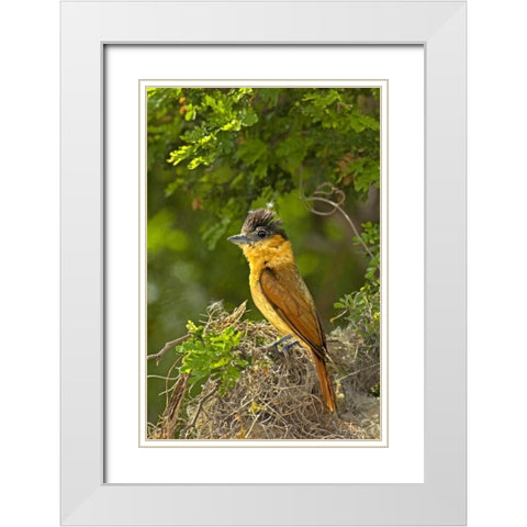 TX, Santa Ana NWR Rose-throated becard on nest White Modern Wood Framed Art Print with Double Matting by Welling, Dave