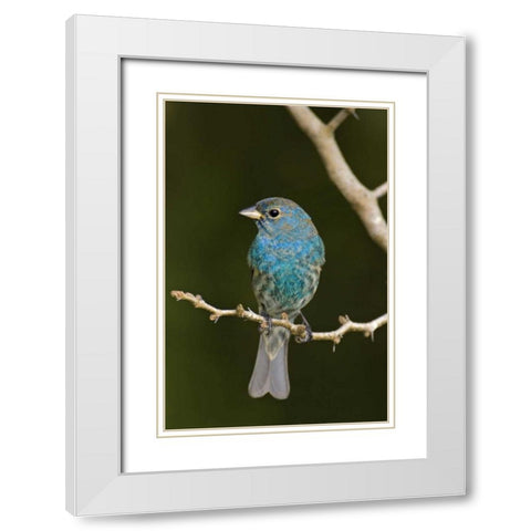 TX, South Padre Island Indigo bunting on branch White Modern Wood Framed Art Print with Double Matting by Welling, Dave