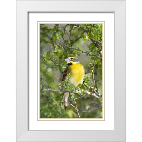 Texas, South Padre Isl Male dickcissel on branch White Modern Wood Framed Art Print with Double Matting by Welling, Dave